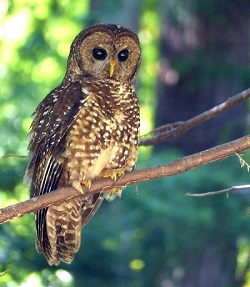 Northern spotted owl Northern spotted owl